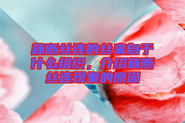 藕斷絲連的絲來自于什么組織，介紹藕斷絲連現(xiàn)象的原因