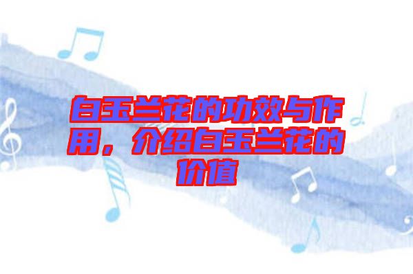 白玉蘭花的功效與作用，介紹白玉蘭花的價值