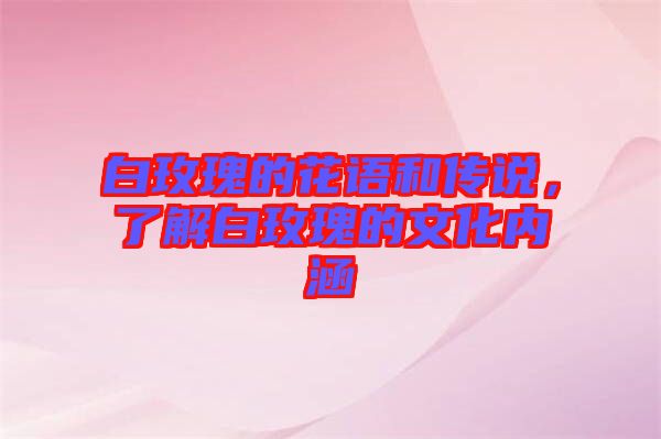 白玫瑰的花語和傳說，了解白玫瑰的文化內(nèi)涵